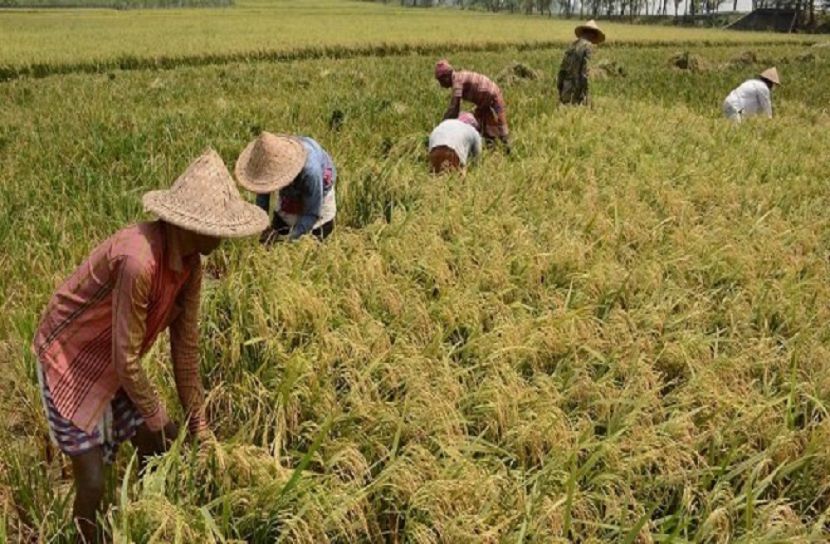 মৌসুমের বোরো ধান কাটা শুরু