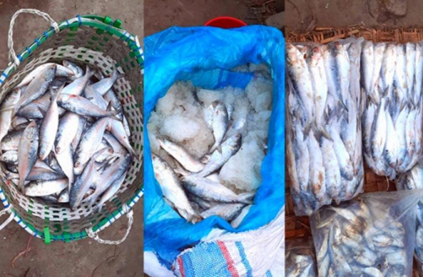 জাটকা বিক্রির দায়ে দুই আড়তদারের কারাদণ্ড
