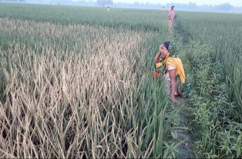 গাইবান্ধায় ঝড়ে ক্ষতি ১ হাজার হেক্টর জমির ফসল