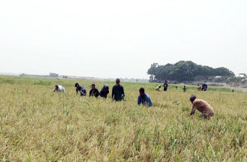 গরম বাতাসে ফসল নষ্ট হওয়ায় বিপাকে কৃষক