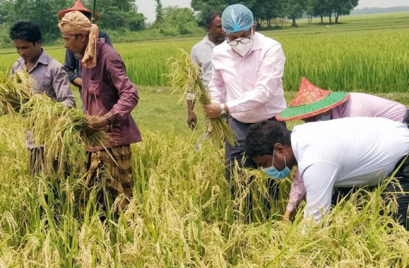 হাওরে শুরু হয়েছে বোরো ধান কাটা 