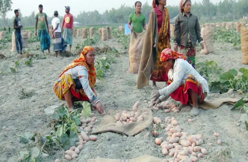 আলু নিয়ে বিপাকে ঠাকুরগাঁওয়ের চাষিরা