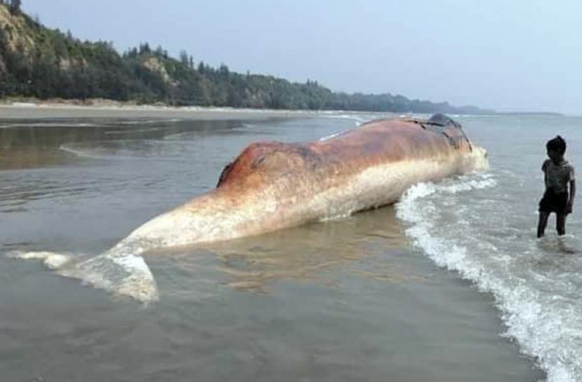 সৈকতে বিশালাকার মরা তিমি