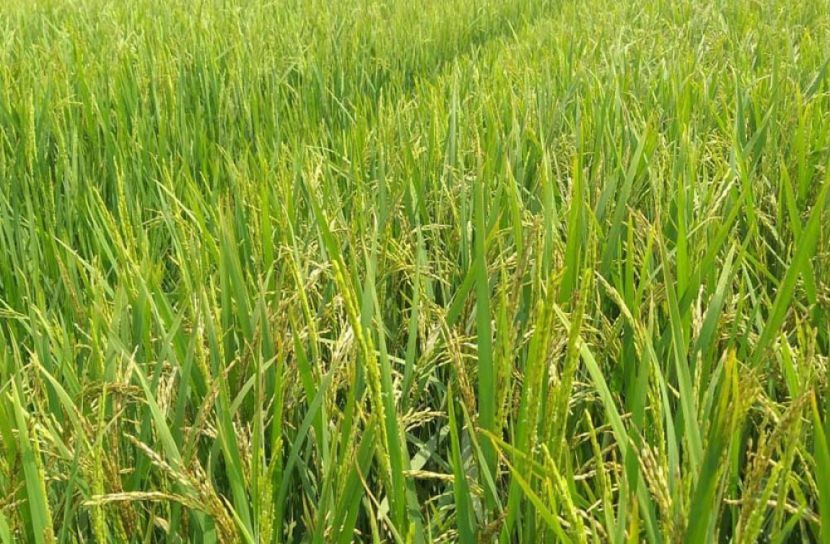 গরম ঝড়ো হাওয়ায় বোরো ধান শুকিয়ে চিটা 