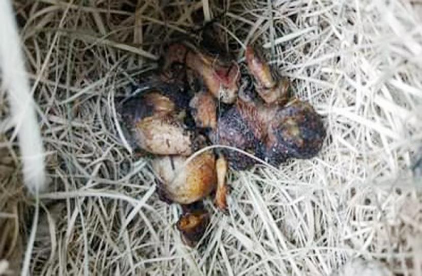 ধান খাওয়ায় পুড়িয়ে মারল ৩৩টি পাখির ছানা