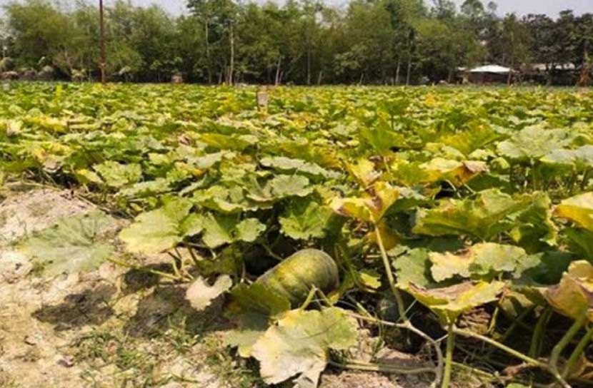 বিষমুক্ত সবজি উৎপাদনে বরগুনায় কৃষি বিপ্লব
