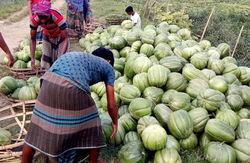 চরাঞ্চলের বাঙ্গির কদর বেড়েছে সারাদেশে