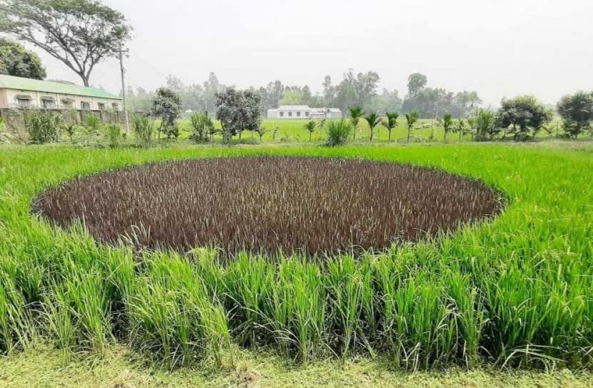 সবুজ মাঠে বেগুনি ধানে বিস্ময়