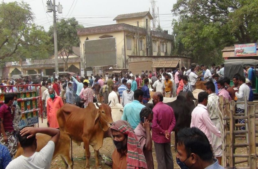 স্বাস্থ্যবিধি উপেক্ষা করে ঠাকুরগাঁওয়ে বসেছে সাপ্তাহিক গরুর হাট 