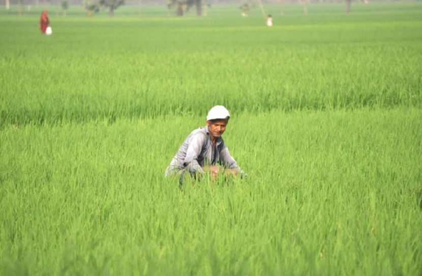 মৃদু হাওয়ায় সবুজ দোলনে কৃষকের স্বপ্ন 