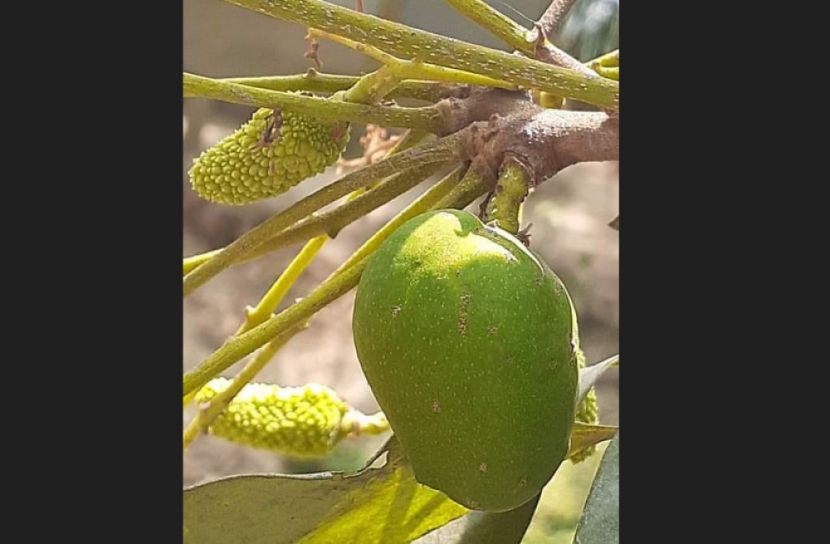 ঠাকুরগাঁওয়ে লিচুগাছে আম!