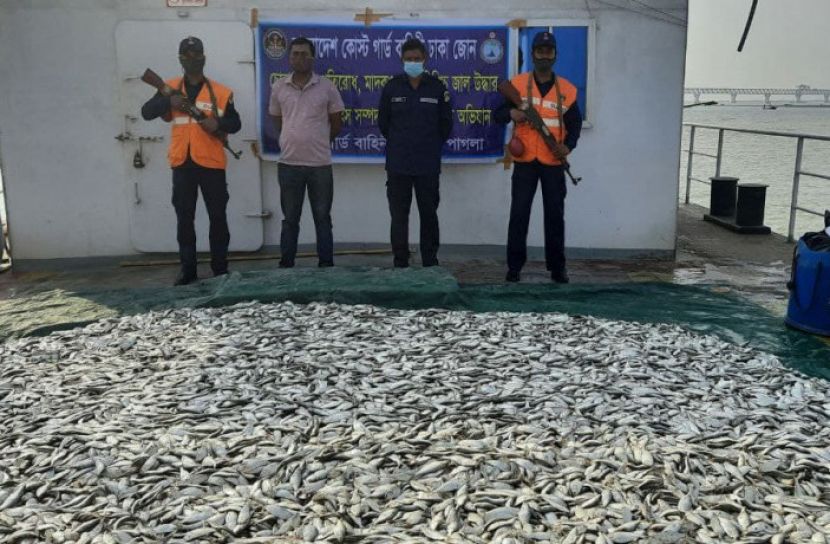 মাওয়ায় কোস্ট গার্ডের অভিযানে ২ হাজার কেজি জাটকা জব্দ