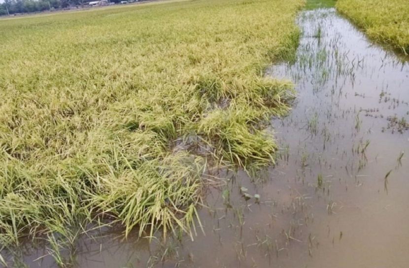 নদীতে বাঁধ দেওয়ায়  পাকা ধান পানির নিচে