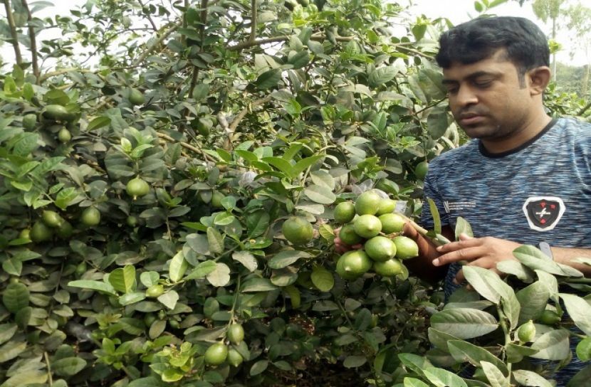 সিডলেস লেবু চাষে সফল তরুণ কৃষি উদ্যোক্তা
