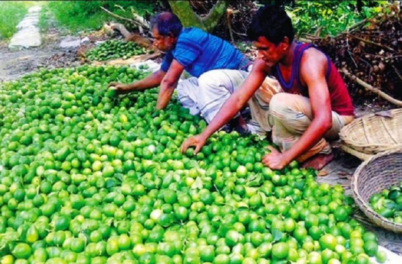 কলম্বো, এলাচি,কাগজিতে ঘিওরের খ্যাতি 