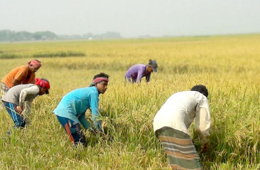 হাওরে ব্যস্ত ৪ হাজার শ্রমিক, ৪০ ভাগ ধান কাটা শেষ  