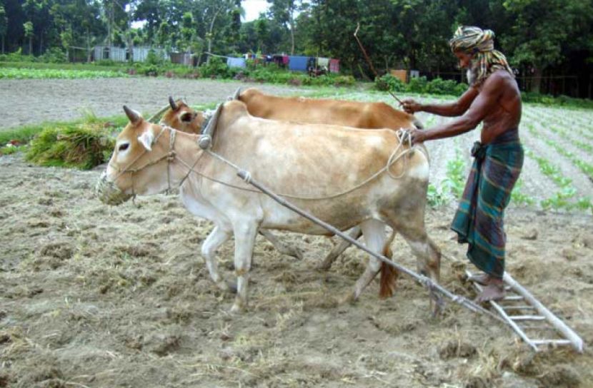 ৫ হাজার টাকা করে পাবেন একলাখ কৃষক