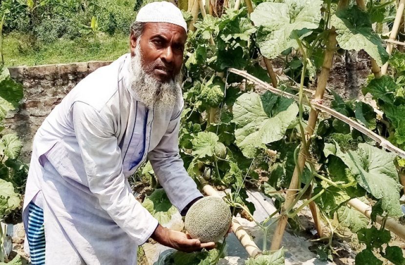 রকমেলন চাষে সফলতা