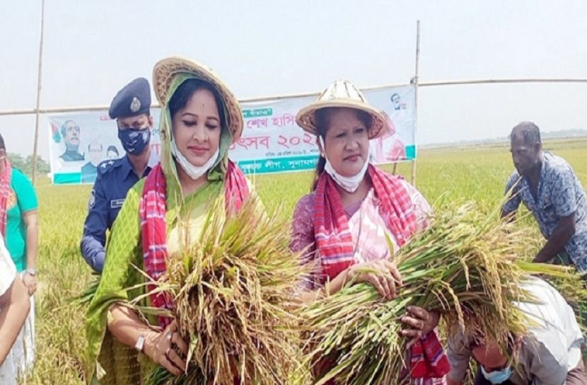 কৃষককের ধান কাটলেন দুই নারী এমপি
