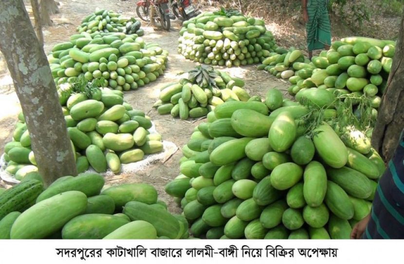 সদরপুরে কৃষকের মলিন হাসি