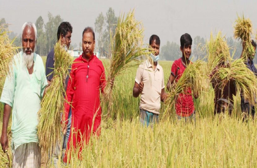 অসুস্থ কৃষকের ধান কাটলেন ইউপি চেয়ারম্যান 