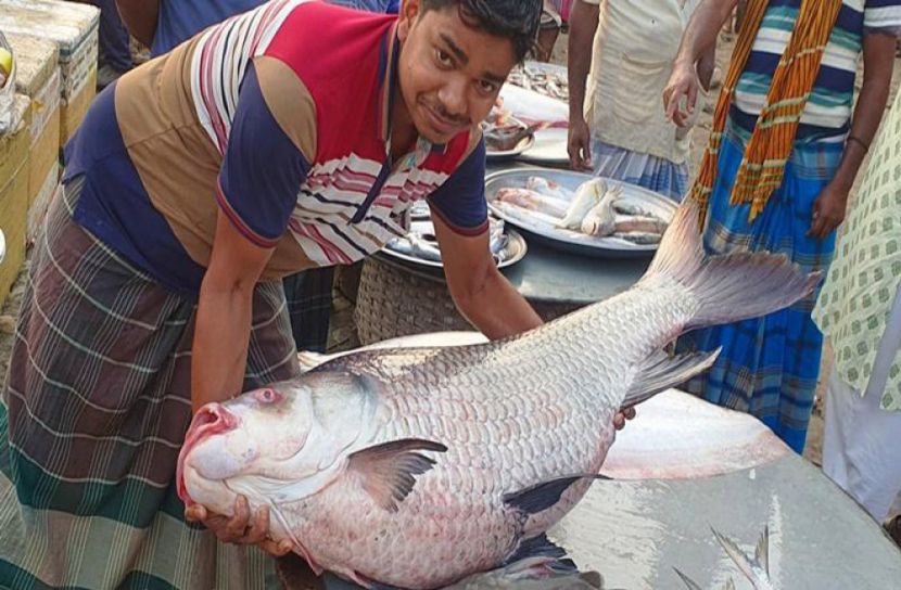 পদ্মায় জেলেদের জালে ৪৯ কেজির কাতলা
