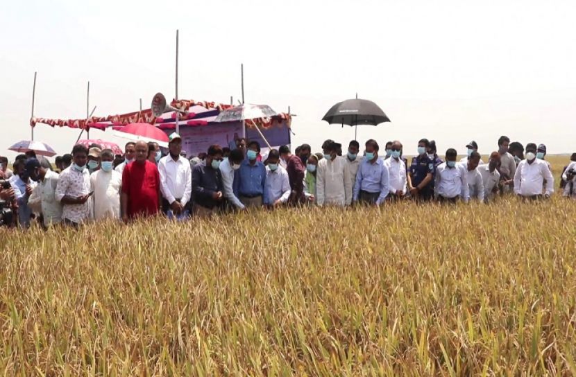 ১৫ লাখ টন ধান ক্রয় করবে সরকার
