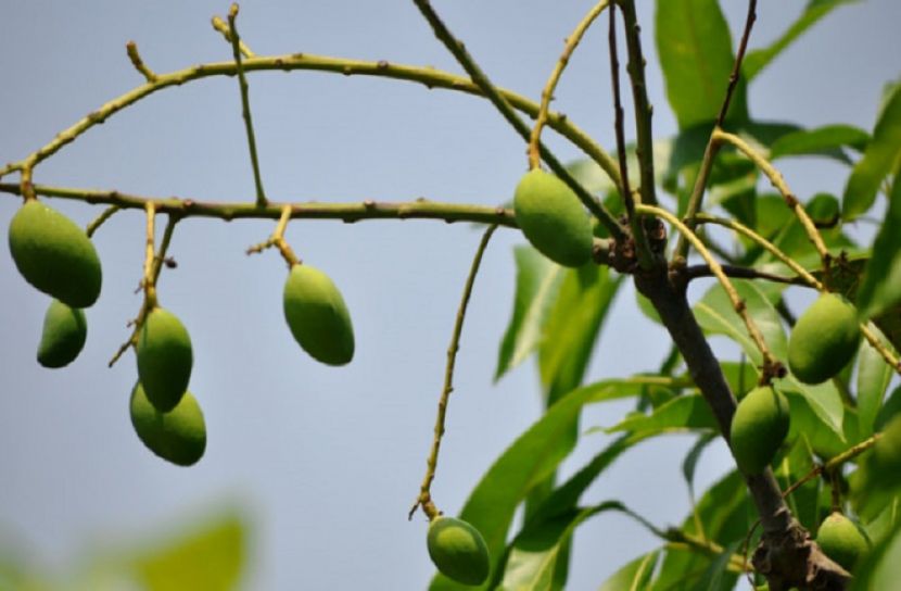 খরতাপে ঝরে পড়ছে আম