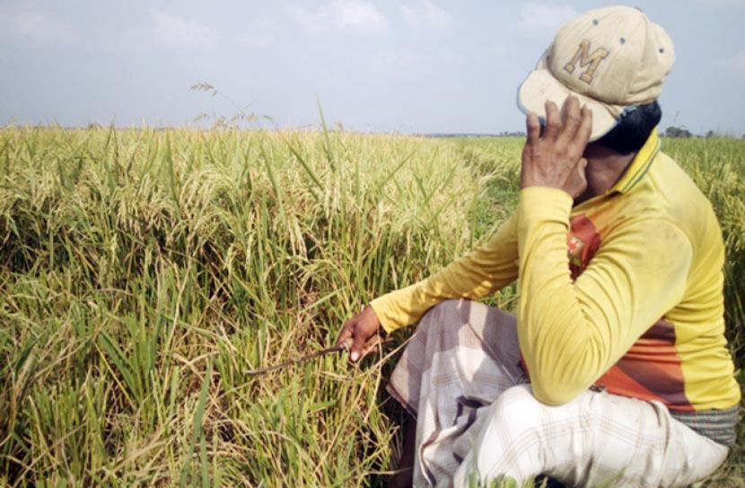 ধানকাটার শ্রমিক পাচ্ছেন না কৃষক
