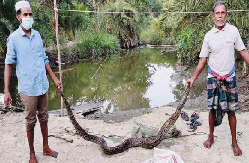 মাছের ঘেরে ১৫ ফুট লম্বা অজগর 