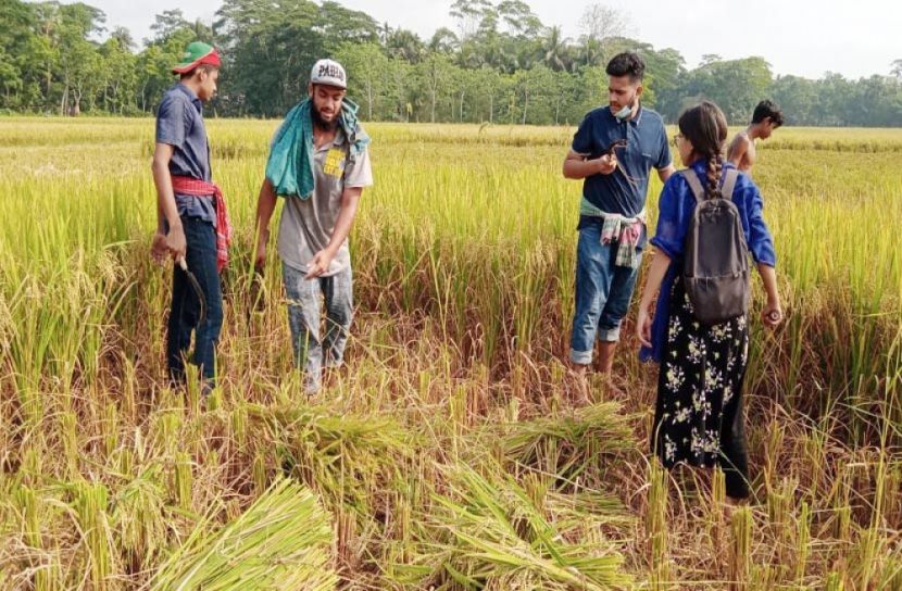 কৃষকের ধান কেটে বাড়ি পৌঁছে দিল ছাত্রলীগ কর্মীরা