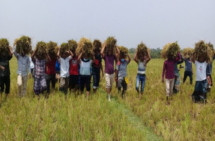 কৃষকের ধান কেটে দিল যুবলীগ নেতাকর্মীরা
