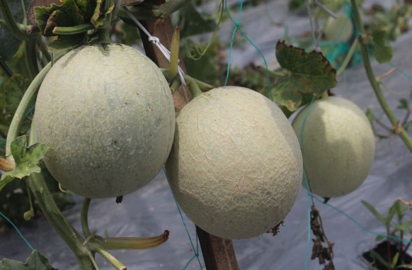 মরুর সাম্মাম এখন কুষ্টিয়ায়