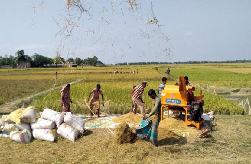 এবার মৌলভীবাজারে উৎপাদনের লক্ষ্যমাত্রা ছাড়াবে বোরো 