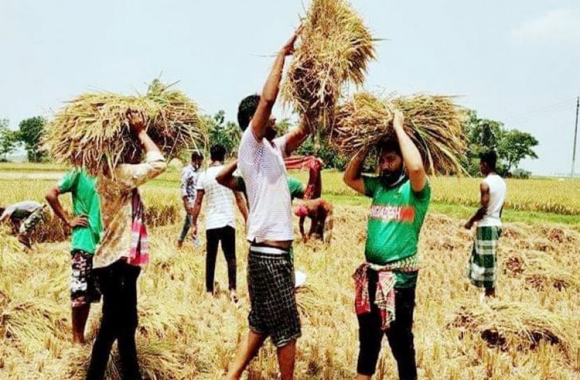 কৃষকের ধান কেটে দিলেন যুবলীগ নেতারা