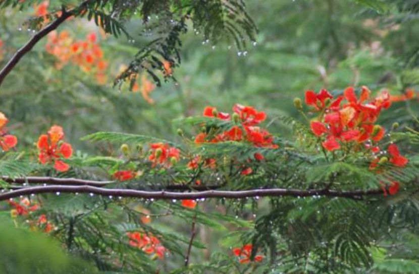 মে থেকে বৃষ্টিপাত বাড়বে