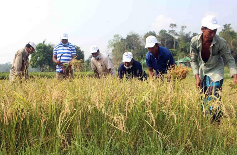 কৃষকের ধান কেটে মারাই করে দিল স্বেচ্ছাসেবকলীগ