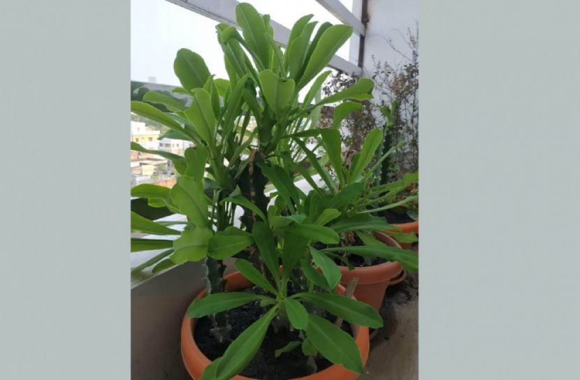 করোনা চিকিৎসায় ভেষজ উদ্ভিদের সন্ধান