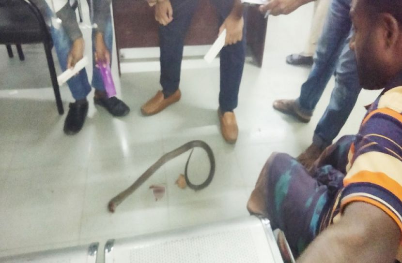 ছোবল খেয়ে সাপ ধরে  হাসপাতালে যুবক