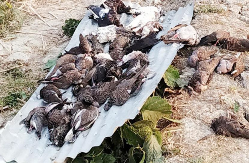 বিষাক্ত খাবার খাইয়ে ৫শ ঘুঘু-কবুতরকে হত্যা