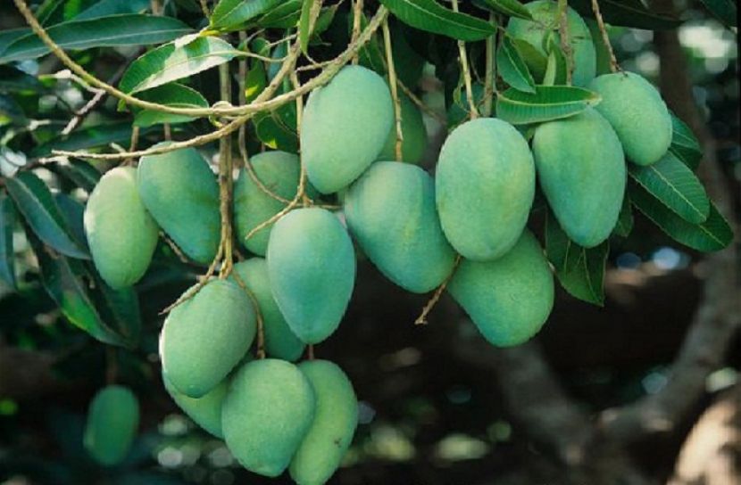 যেভাবে বছরজুড়ে সংরক্ষণ করবেন কাঁচা আম 