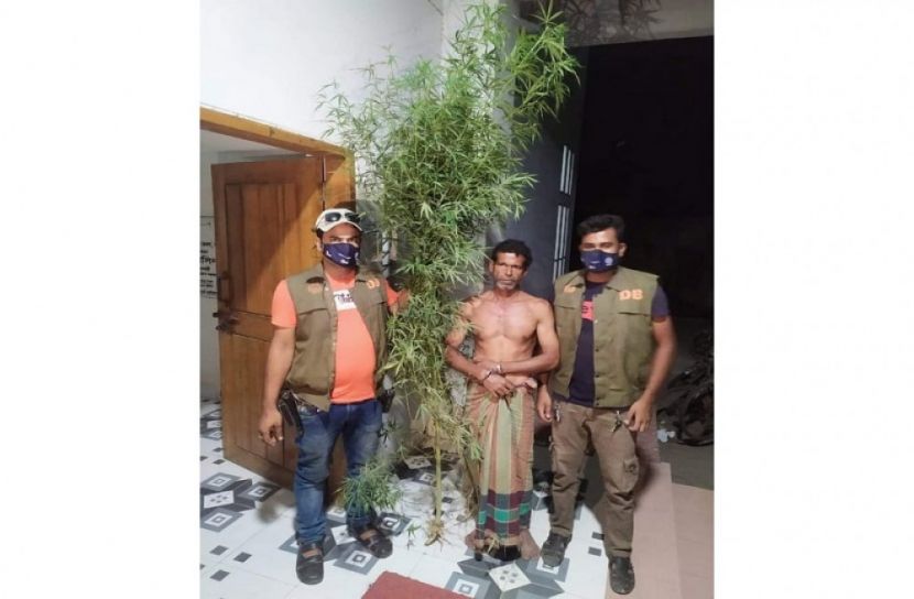 নড়াইলে গাঁজা গাছসহ চাষী আটক