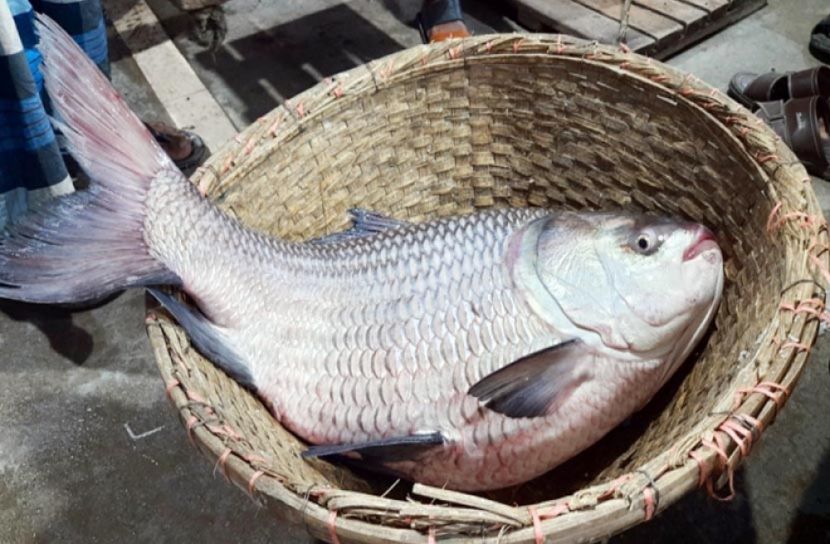 জেলের জালে ১৬ কেজির কাতলা 