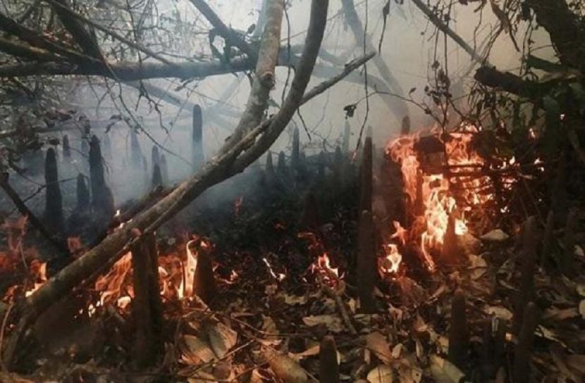 চার দিন পর নিভেছে সুন্দরবনের আগুন