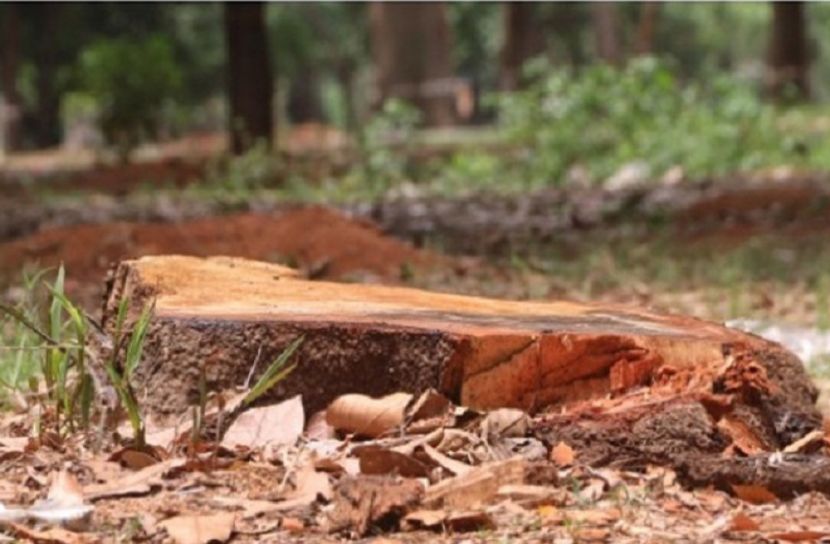 সোহরাওয়ার্দী উদ্যানের গাছ কাটা বন্ধে আইনি নোটিশ