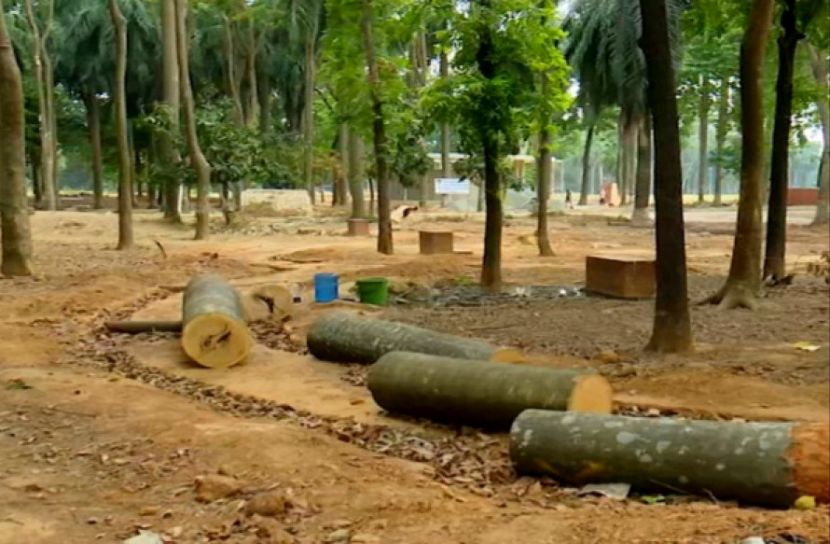সোহরাওয়ার্দী উদ্যানের গাছ কাটা বন্ধের দাবি জাতীয় মুক্তি কাউন্সিলের