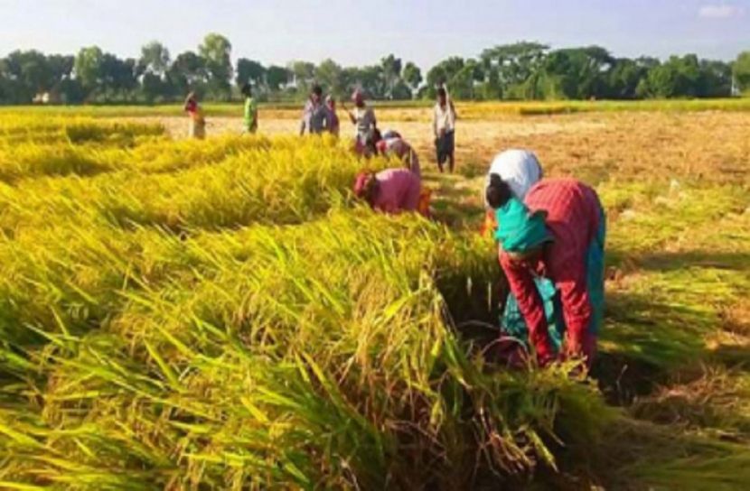 ক্ষতিগ্রস্ত কৃষক পাবেন নগদ সহায়তা