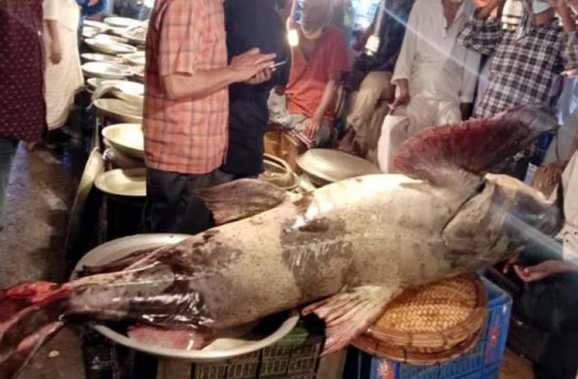 জেলেদের জালে সাড়ে ৪ মণ ওজনের বাঘাইড়