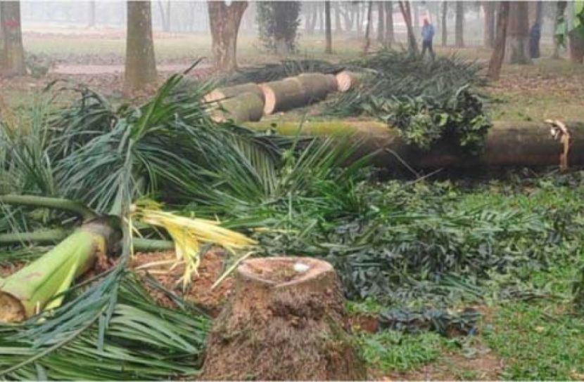 প্রতিবাদের মুখে গাছ কাটার বিষয়ে জরুরি সংবাদ সম্মেলন