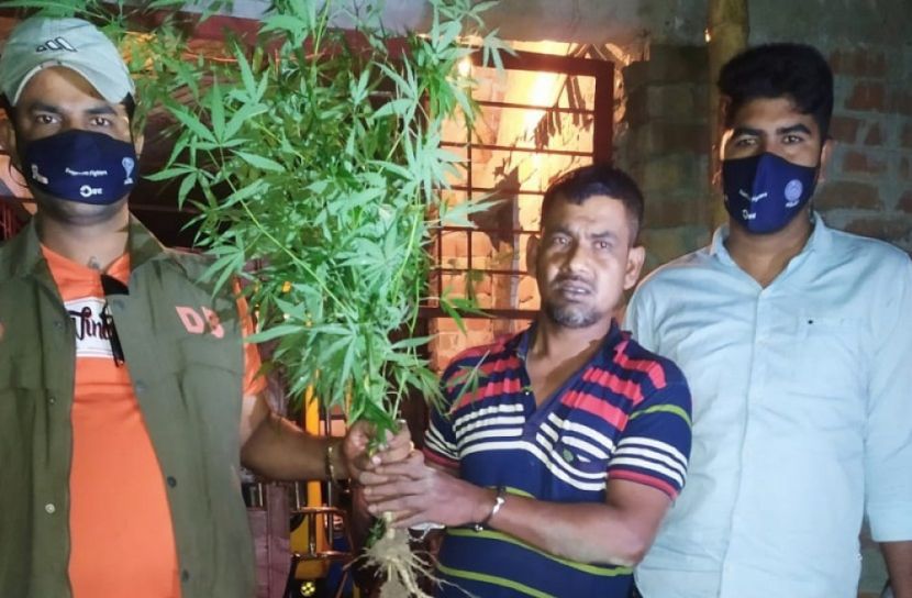 ঘরের ভিতর গাঁজা চাষ, চাষি আটক 